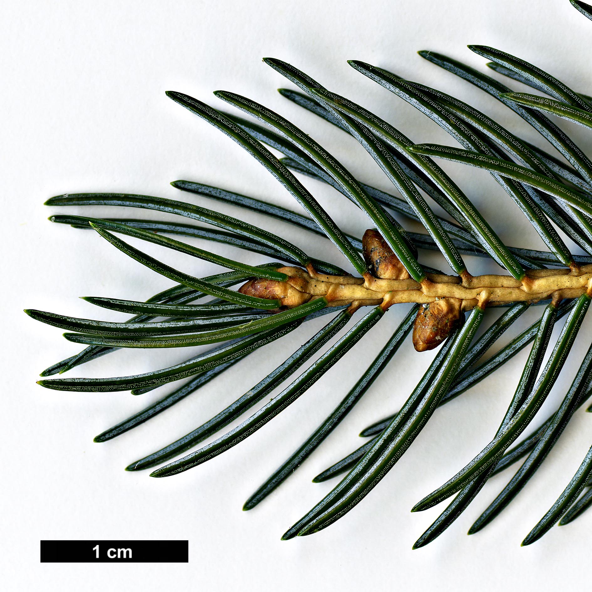 High resolution image: Family: Pinaceae - Genus: Picea - Taxon: alcoquiana - SpeciesSub: var. reflexa